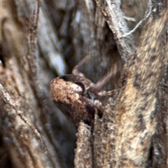 Eurymeloides adspersa at Curtin, ACT - 25 Oct 2024 01:55 PM