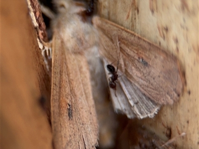 Cirphis ebriosa (Red Armyworm) at Curtin, ACT - 25 Oct 2024 by Hejor1