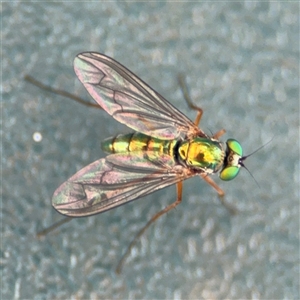 Dolichopodidae (family) at Curtin, ACT - 25 Oct 2024