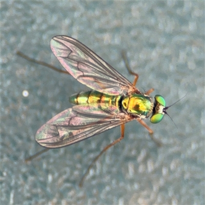 Dolichopodidae (family) (Unidentified Long-legged fly) at Curtin, ACT - 25 Oct 2024 by Hejor1