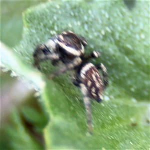 Maratus griseus at Curtin, ACT - 25 Oct 2024 01:19 PM