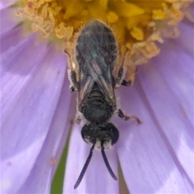 Lasioglossum (Chilalictus) sp. (genus & subgenus) (Halictid bee) at Curtin, ACT - 25 Oct 2024 by Hejor1