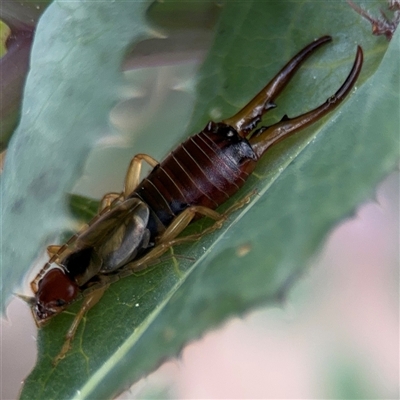 Forficula auricularia (European Earwig) at Curtin, ACT - 25 Oct 2024 by Hejor1