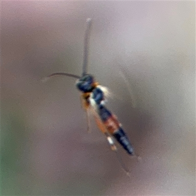 Diplazon laetatorius (Diplazonid wasp) at Curtin, ACT - 25 Oct 2024 by Hejor1