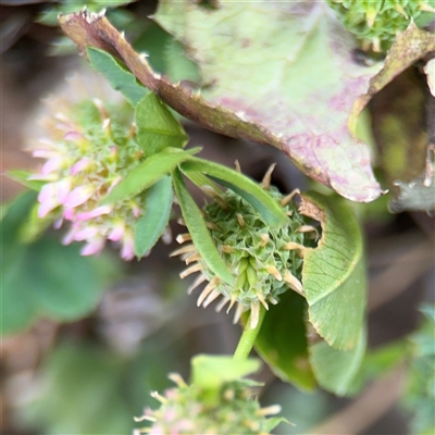 Trifolium glomeratum (Clustered Clover) at Curtin, ACT - 25 Oct 2024 by Hejor1