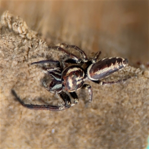 Opisthoncus sp. (genus) at Curtin, ACT - 25 Oct 2024