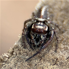 Opisthoncus sp. (genus) at Curtin, ACT - 25 Oct 2024