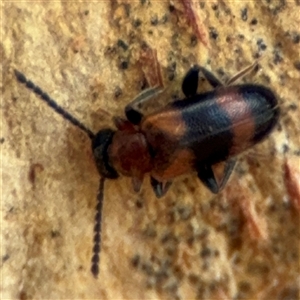 Syzeton sp. (genus) at Curtin, ACT - 25 Oct 2024