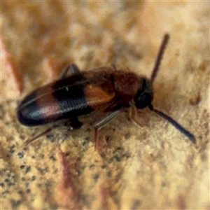 Syzeton sp. (genus) at Curtin, ACT - 25 Oct 2024