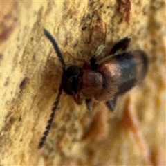 Syzeton sp. (genus) at Curtin, ACT - 25 Oct 2024