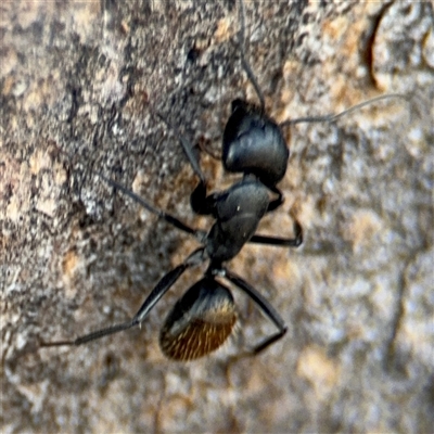 Camponotus aeneopilosus (A Golden-tailed sugar ant) at Curtin, ACT - 25 Oct 2024 by Hejor1