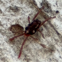 Erythraeidae (family) (Erythraeid mite) at Curtin, ACT - 25 Oct 2024 by Hejor1