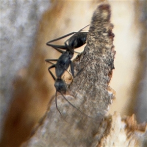 Camponotus sp. (genus) at Curtin, ACT - 25 Oct 2024