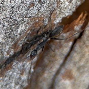 Camponotus sp. (genus) at Curtin, ACT - 25 Oct 2024