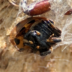 Harmonia conformis (Common Spotted Ladybird) at Curtin, ACT - 25 Oct 2024 by Hejor1