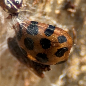 Harmonia conformis at Curtin, ACT - 25 Oct 2024 12:51 PM