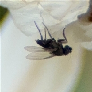 Diptera (order) at Curtin, ACT - 25 Oct 2024 12:49 PM