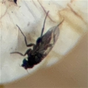 Diptera (order) at Curtin, ACT - 25 Oct 2024 12:49 PM