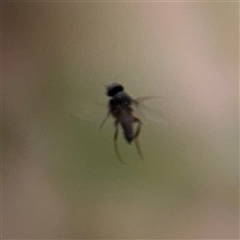 Diptera (order) at Curtin, ACT - 25 Oct 2024 12:49 PM