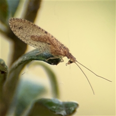 Micromus tasmaniae (Tasmanian Brown Lacewing) at Curtin, ACT - 25 Oct 2024 by Hejor1