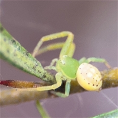 Lehtinelagia prasina (Leek-green flower spider) at Curtin, ACT - 25 Oct 2024 by Hejor1