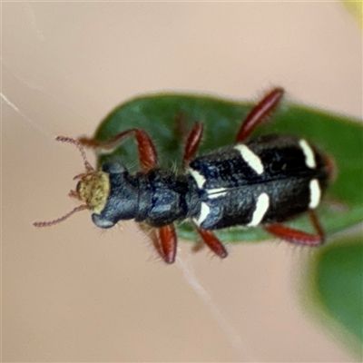 Lemidia nitens (A clerid beetle) at Curtin, ACT - 25 Oct 2024 by Hejor1