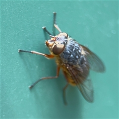 Calliphora stygia (Brown blowfly or Brown bomber) at Curtin, ACT - 25 Oct 2024 by Hejor1