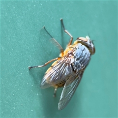 Calliphora stygia at Curtin, ACT - 25 Oct 2024