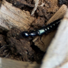 Thyreocephalus sp. (genus) (Rove beetle) at Curtin, ACT - 25 Oct 2024 by Hejor1