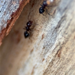 Crematogaster sp. (genus) (Acrobat ant, Cocktail ant) at Curtin, ACT - 25 Oct 2024 by Hejor1