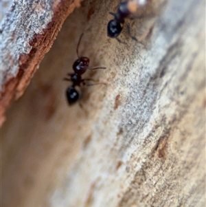 Crematogaster sp. (genus) at Curtin, ACT - 25 Oct 2024