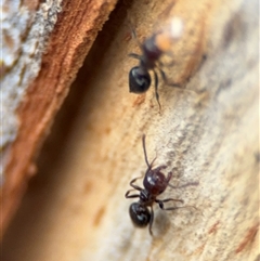 Crematogaster sp. (genus) at Curtin, ACT - 25 Oct 2024