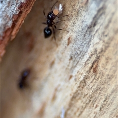 Crematogaster sp. (genus) at Curtin, ACT - 25 Oct 2024