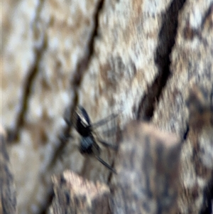 Euryopis sp. (genus) at Curtin, ACT - 25 Oct 2024