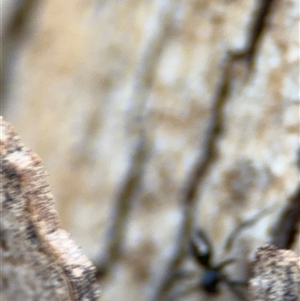 Euryopis sp. (genus) at Curtin, ACT - 25 Oct 2024