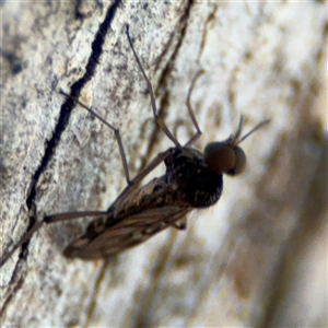 Sylvicola dubius at Curtin, ACT - 25 Oct 2024 12:24 PM