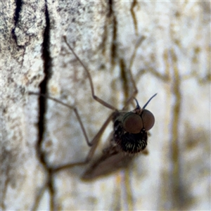 Sylvicola dubius at Curtin, ACT - 25 Oct 2024