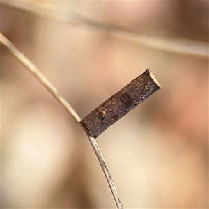 Hemibela (genus) at Curtin, ACT - 25 Oct 2024