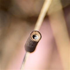 Hemibela (genus) at Curtin, ACT - 25 Oct 2024