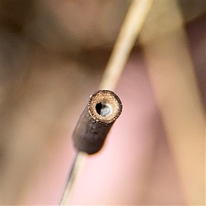 Hemibela (genus) at Curtin, ACT - 25 Oct 2024