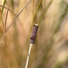 Hemibela (genus) at Curtin, ACT - 25 Oct 2024