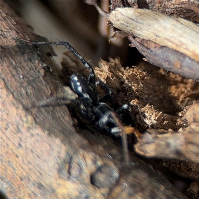 Nyssus coloripes (Spotted Ground Swift Spider) at Curtin, ACT - 25 Oct 2024 by Hejor1