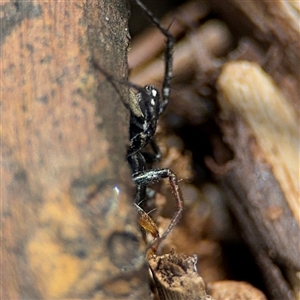 Nyssus coloripes at Curtin, ACT - 25 Oct 2024 12:08 PM