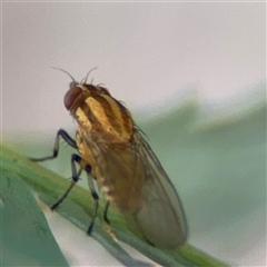 Sapromyza brunneovittata (A lauxid fly) at Curtin, ACT - 25 Oct 2024 by Hejor1