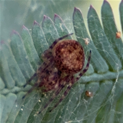 Araneinae (subfamily) (Orb weaver) at Curtin, ACT - 25 Oct 2024 by Hejor1