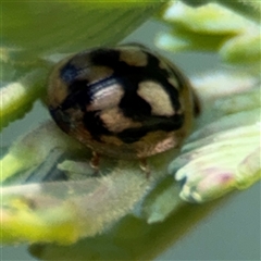 Peltoschema hamadryas (Hamadryas leaf beetle) at Curtin, ACT - 25 Oct 2024 by Hejor1