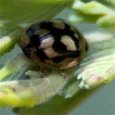 Peltoschema hamadryas (Hamadryas leaf beetle) at Curtin, ACT - 25 Oct 2024 by Hejor1