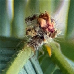 Chrysopidae (family) at Curtin, ACT - 25 Oct 2024