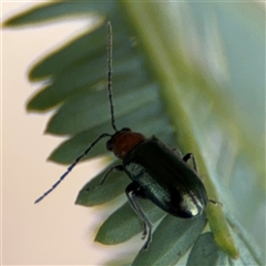 Adoxia sp. (genus) (Leaf beetle) at Curtin, ACT - 25 Oct 2024 by Hejor1