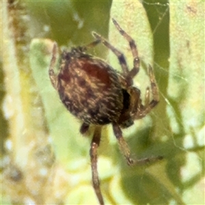 Badumna sp. (genus) at Curtin, ACT - 25 Oct 2024